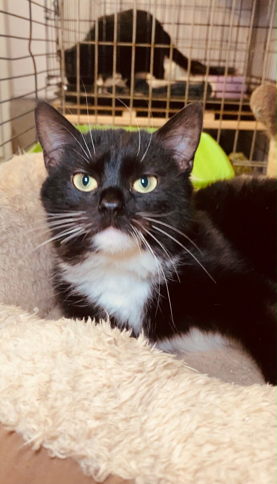 A black and white tuxedo kitten is laying in a cat bed. His head is resting over the edge. He is unbelievably cute