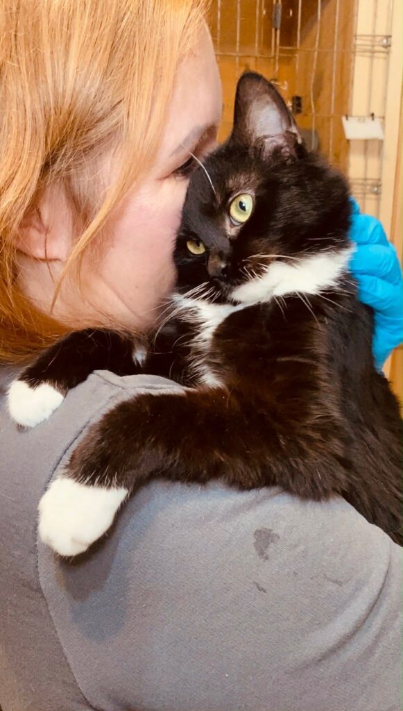 A black and white kitten is cuddling with a shelter worker