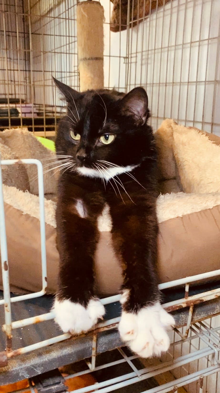 A black and white tuxedo kitten is laying in a cat bed. Both paws are stretched over the edge. He is unbelievably cute