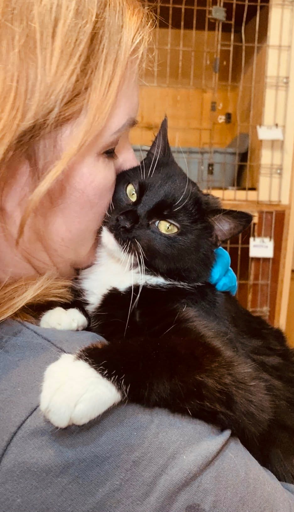 A black and white kitten is cuddling with a shelter worker