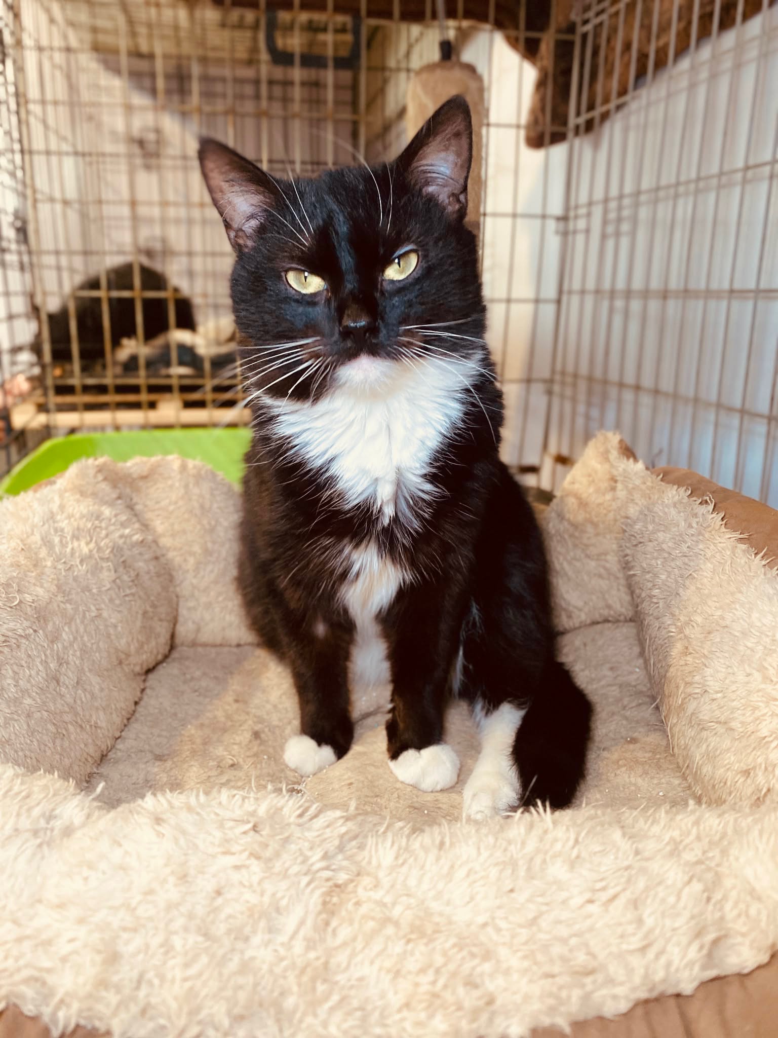 A black and white tuxedo kitten is standing in a cat bed.