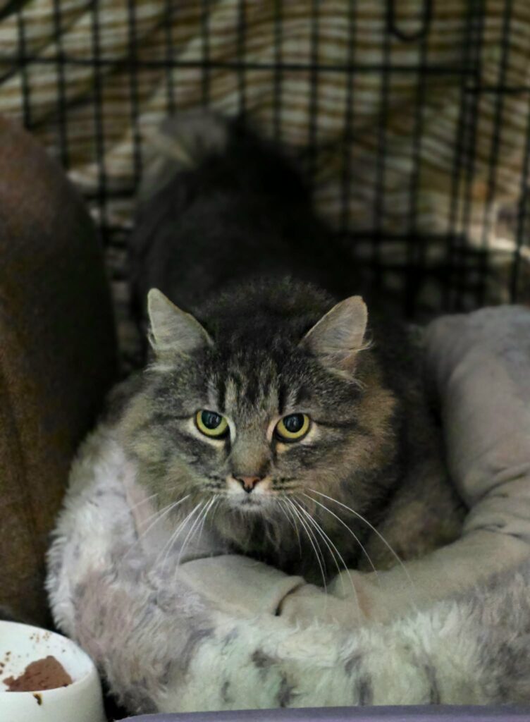 A fluffy dark gray and brown cat is looking at the camera. She appears very sad and has puppy dog eyes