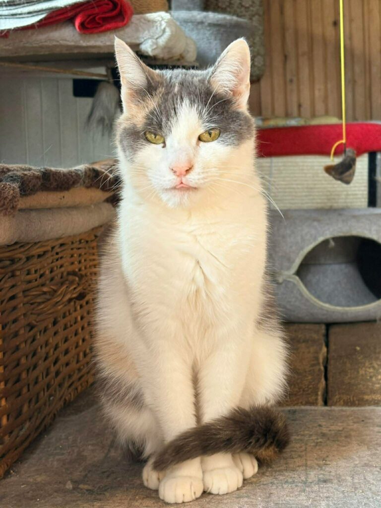 A young calico cat is politely sitting on a blanket and blinking at the camera