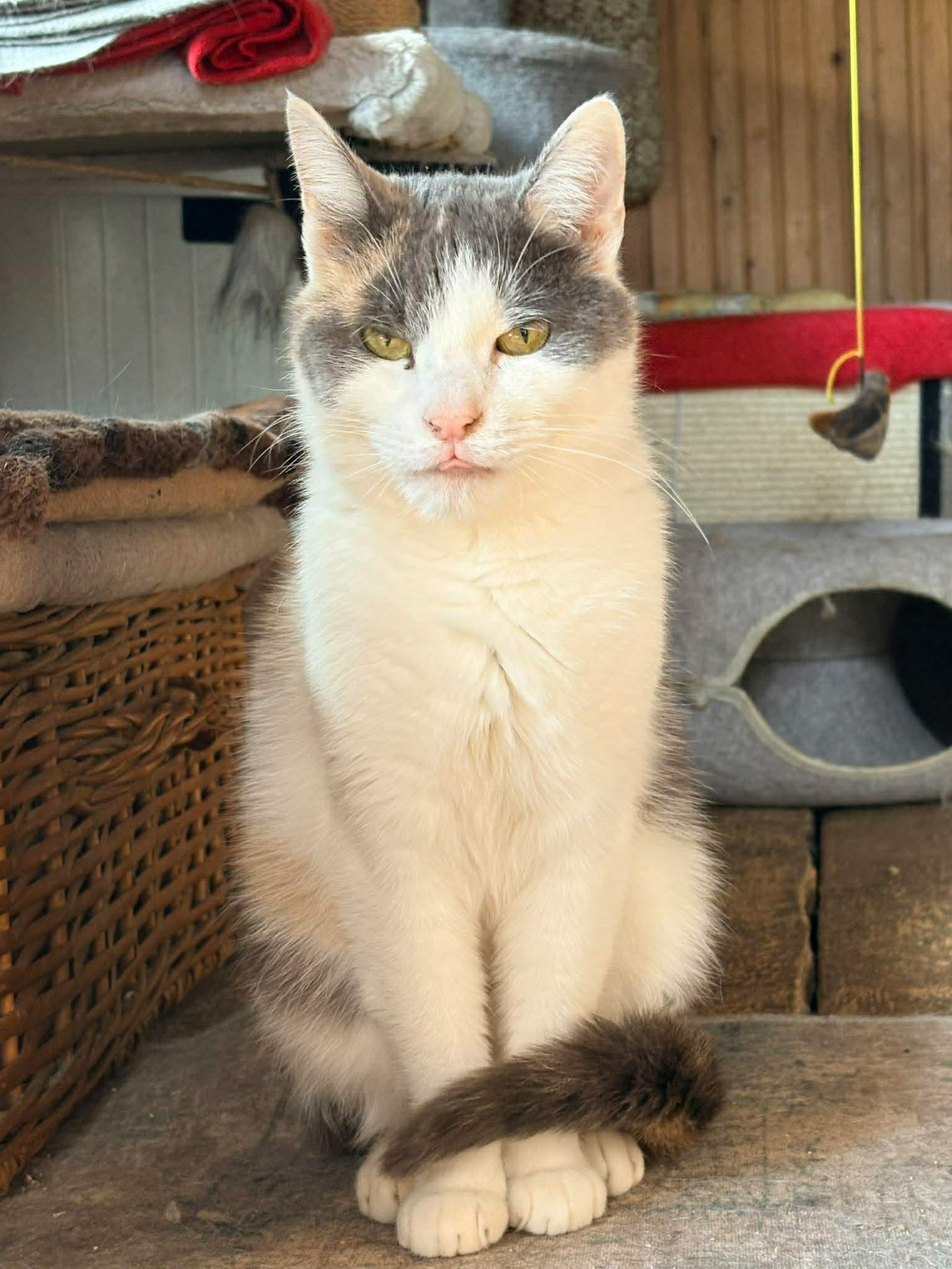A young calico cat is politely sitting on a blanket and blinking at the camera