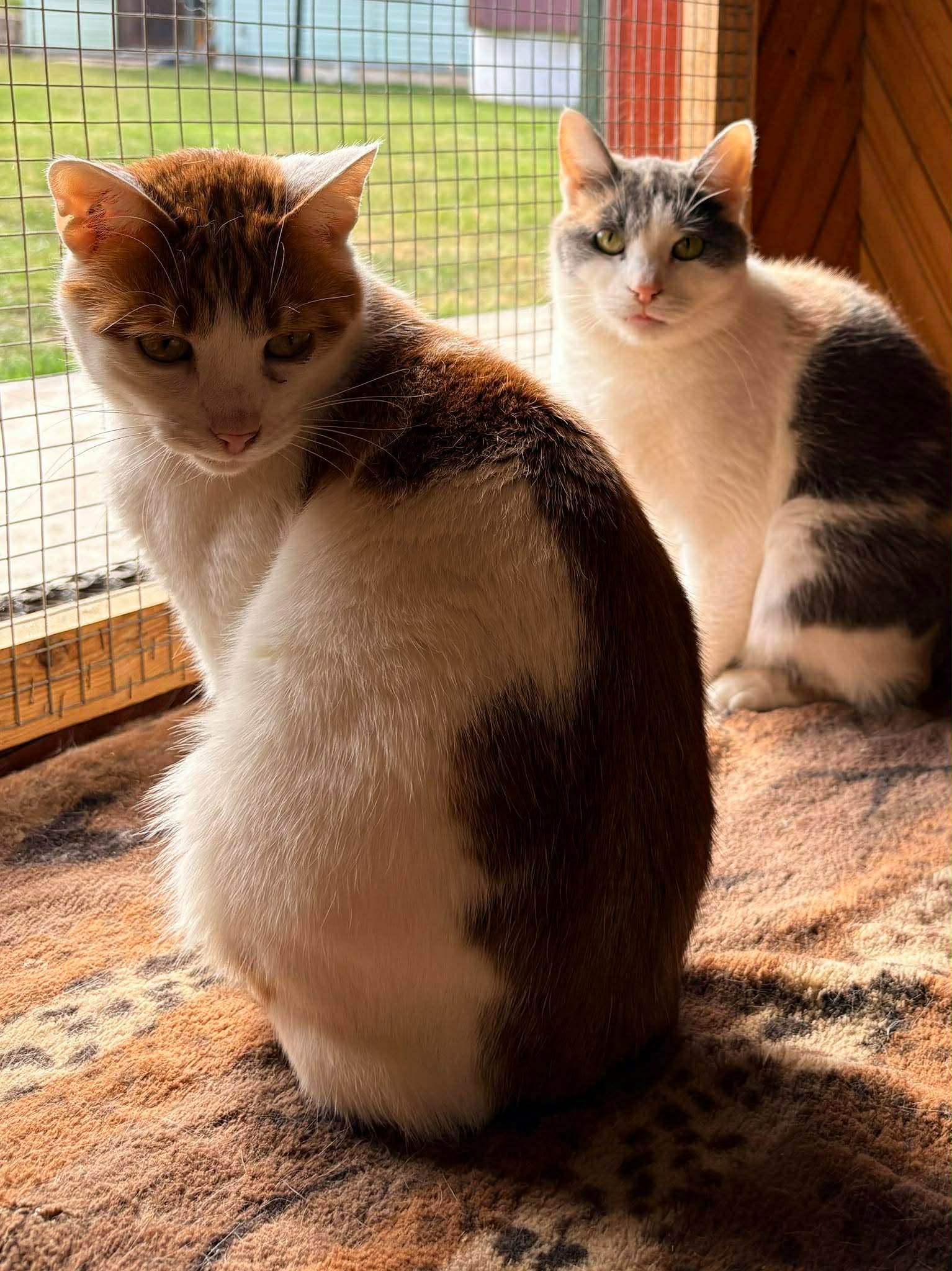 An orange and white tabby cat is sitting on a carpet and looking behind him. His sister, a gray calico cat, is sitting behind him. They are both next to a wire cage window.