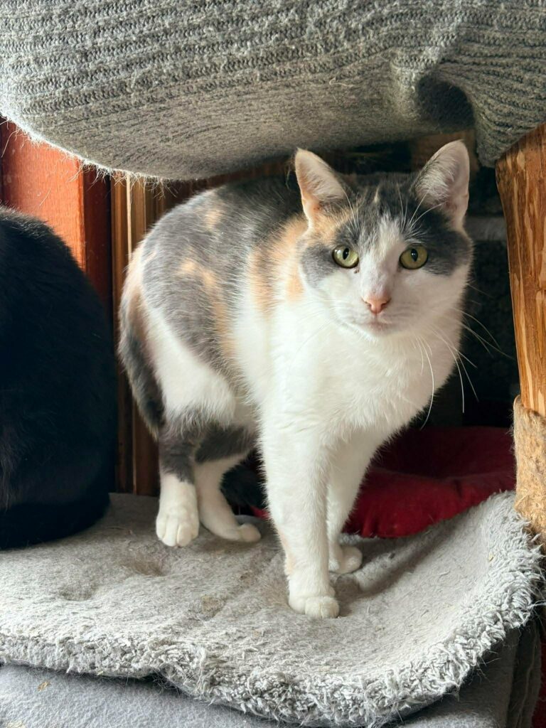A young calico cat is standing on the curved part of a cat tree shelf
