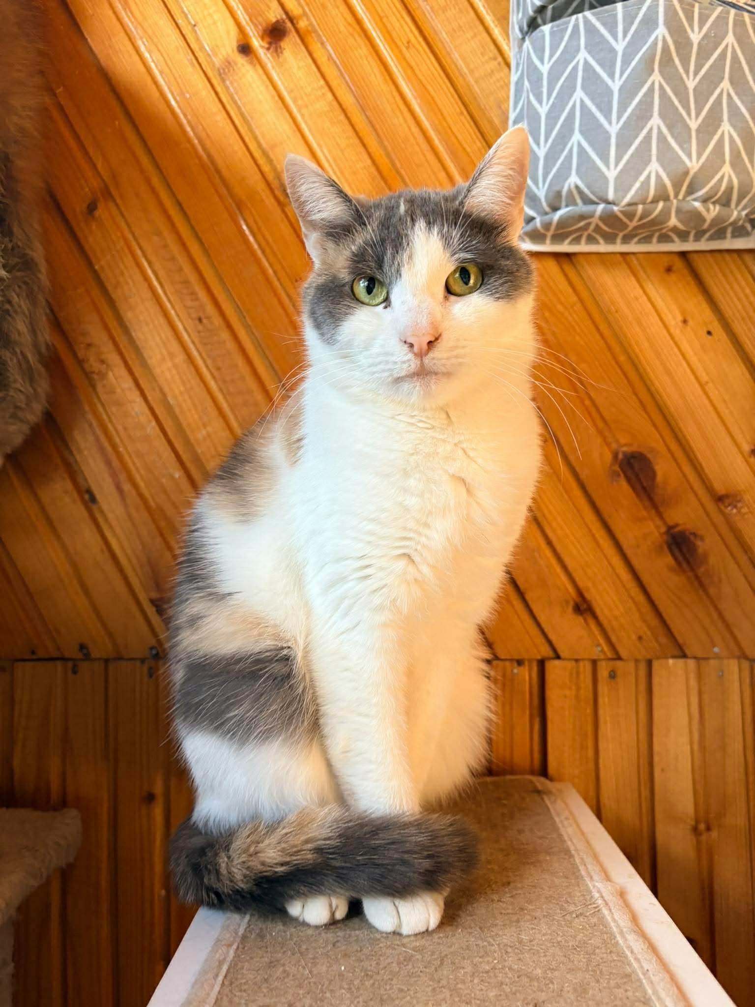 A young calico cat is politely sitting on a shelf in front of a wooden wall.