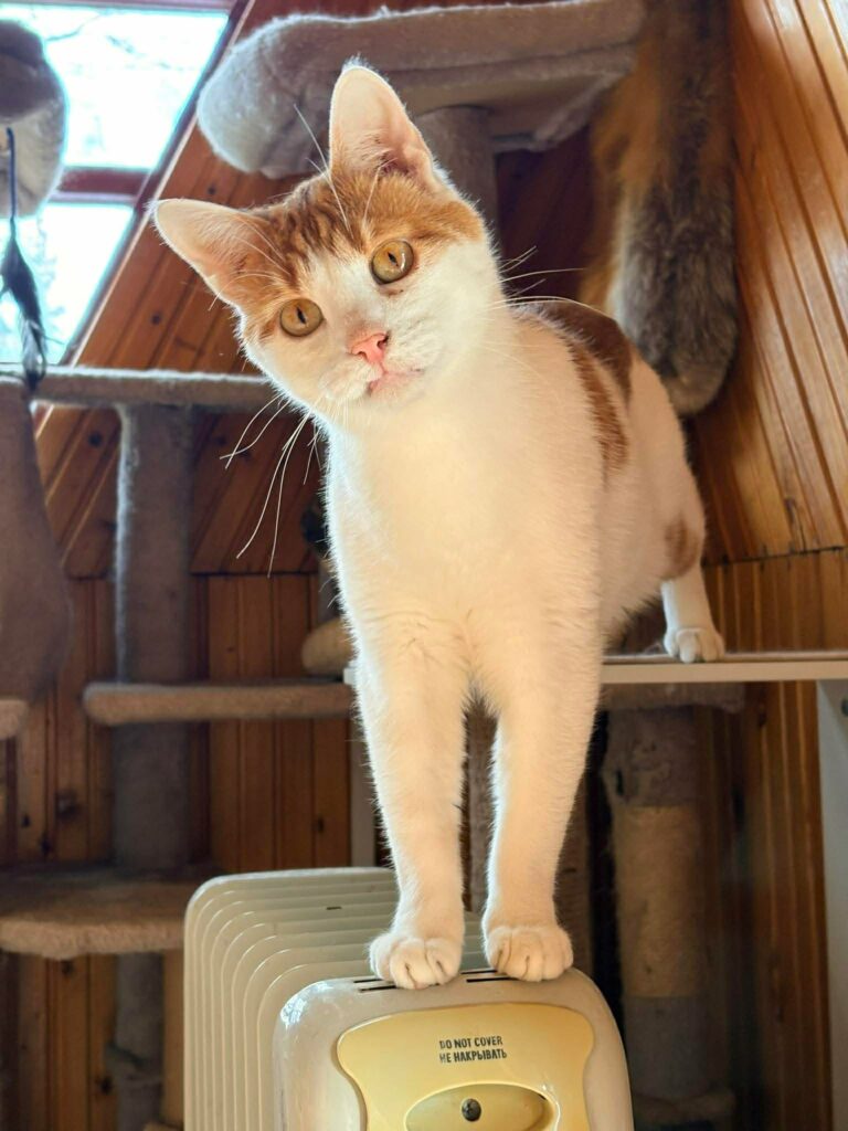 A young orange and white cat  with a snaggle tooth is standing on a shelf. His front paws are on a bottom shelf and his back paws are on a top shelf.
