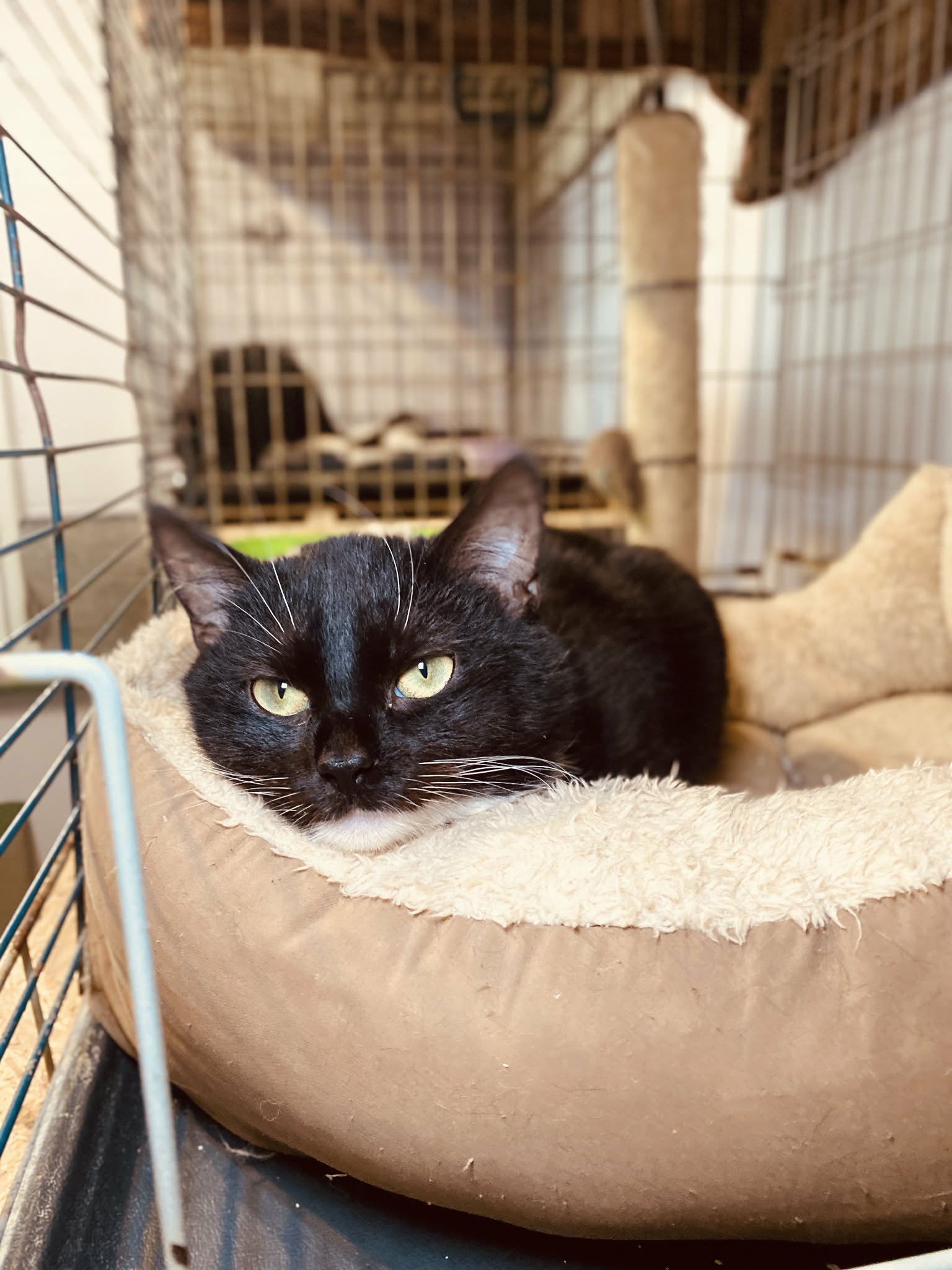 A black and white tuxedo kitten is laying in a cat bed. His head is resting over the edge. He is unbelievably cute