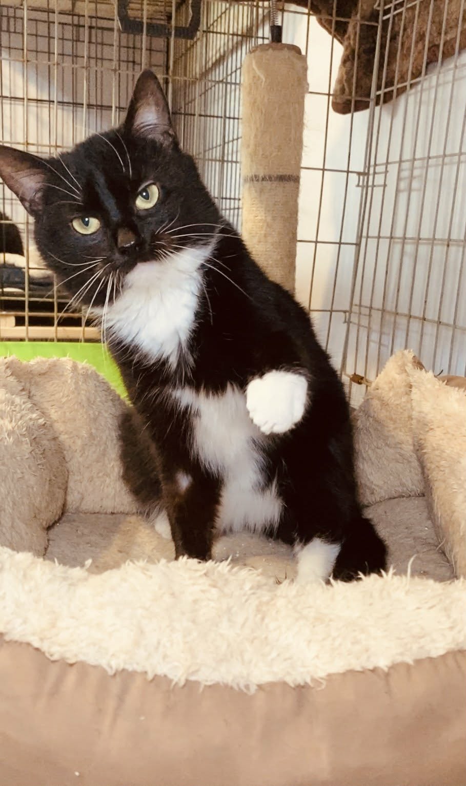 A black and white tuxedo kitten is standing in a cat bed. One paw is raised