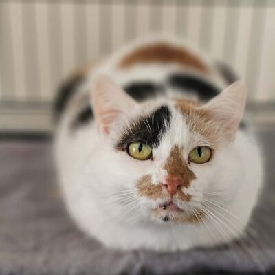 A calico cat is laying on a sofa in perfect loaf formation. Her paws are tucked under her body and she looks like a baguette