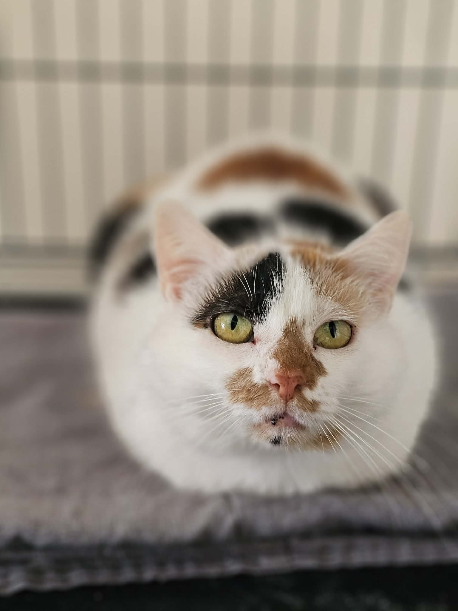 A calico cat is laying on a sofa in perfect loaf formation. Her paws are tucked under her body and she looks like a baguette