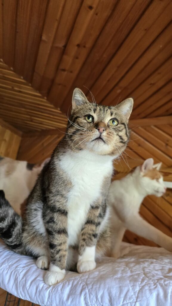 A brownish gray tabby cat with a white chest is sitting on a cat tree and looking up. There are cats behind her