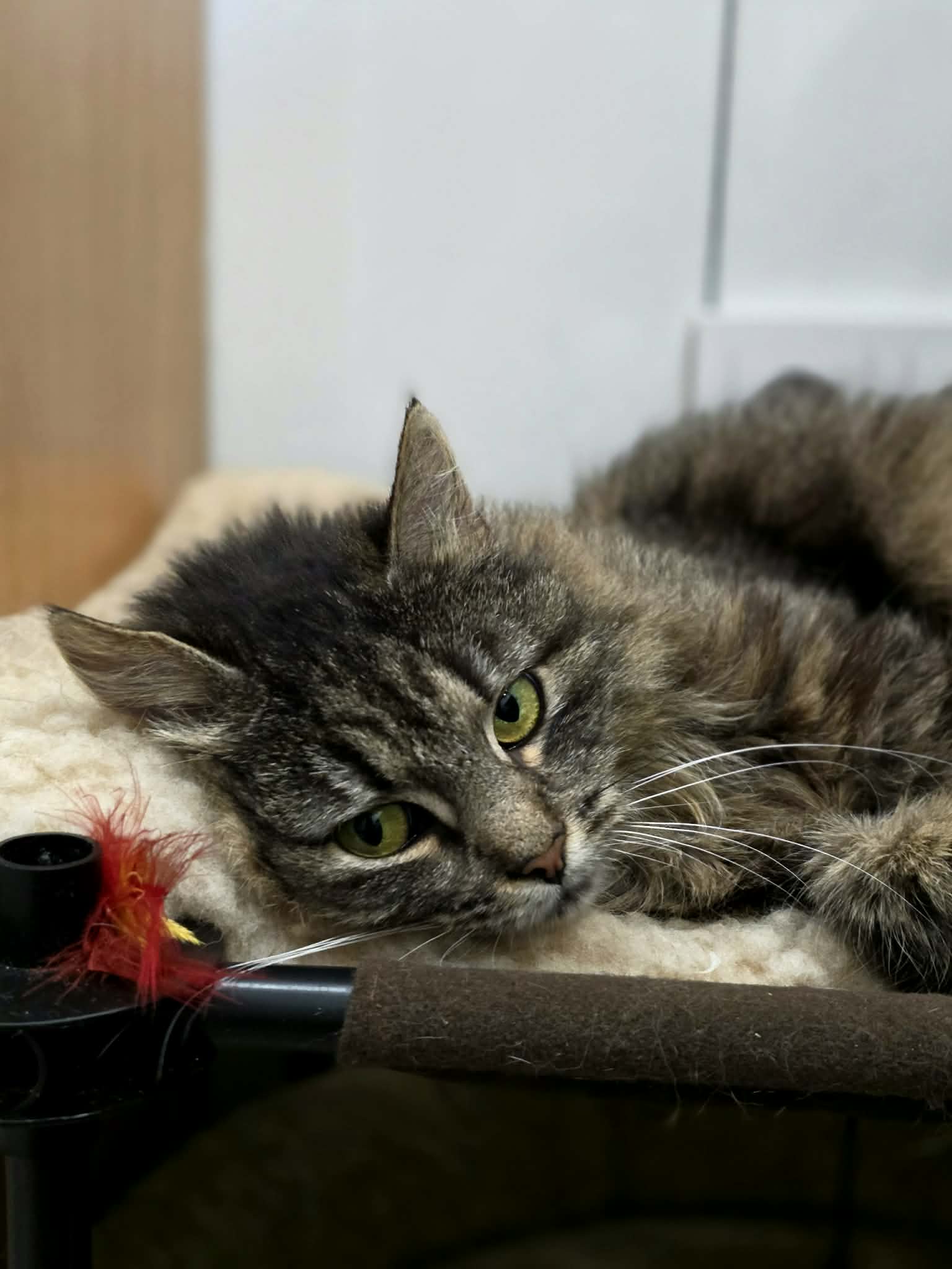 A fluffy dark gray and brown cat is looking at the camera. She appears very sad and has puppy dog eyes