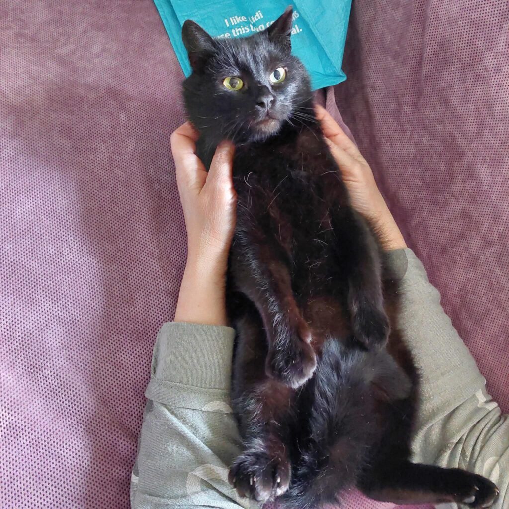 A black cat is being held upside down like a baby