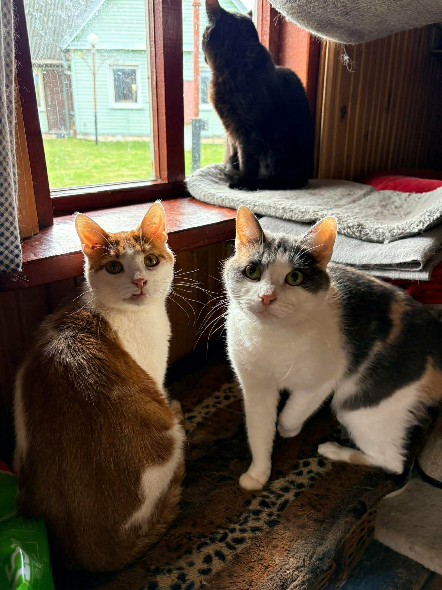 A young calico cat is standing in front of a window with sunlight shining in. She is turning around. A young orange cat is next to her and is also looking at the camera. A black cat is sitting on the windowsill behind them. 