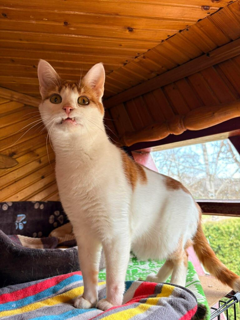 A young orange and white cat  with a snaggle tooth is standing on a shelf and peeking at something off camera