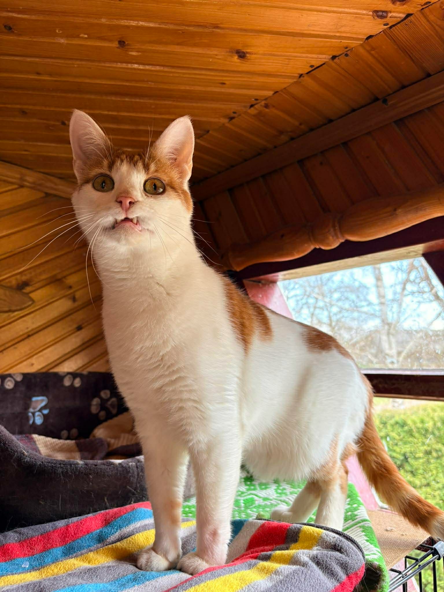 A young orange and white cat  with a snaggle tooth is standing on a shelf and peeking at something off camera