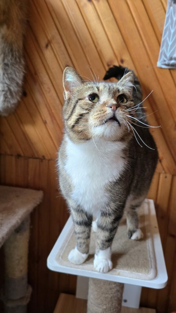 A brownish gray tabby cat with a white chest is standing on a cat tree and looking up