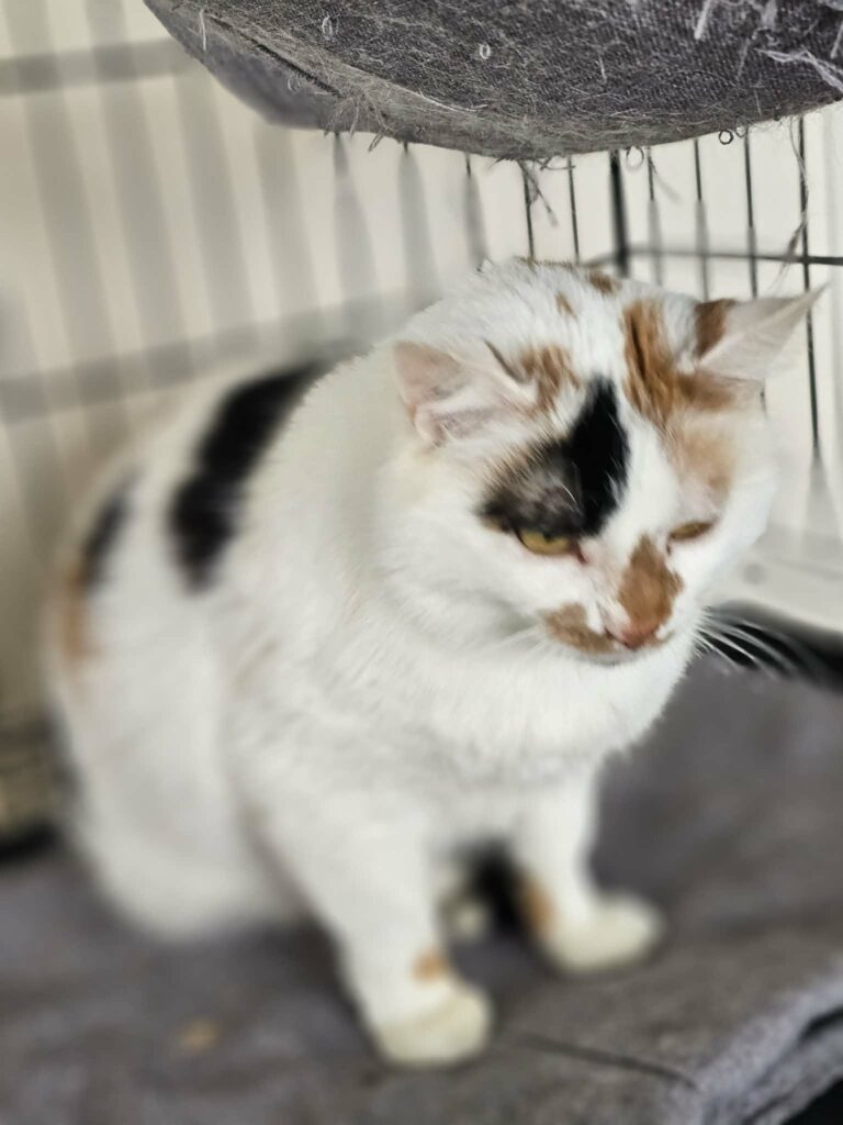 A calico cat is sitting on a gray carpet in a cage