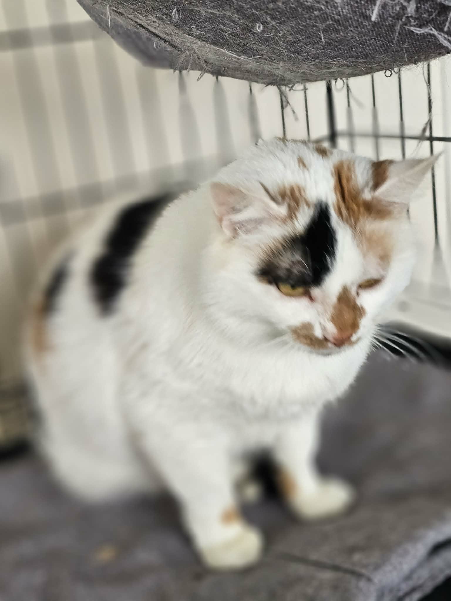 A calico cat is sitting on a gray carpet in a cage
