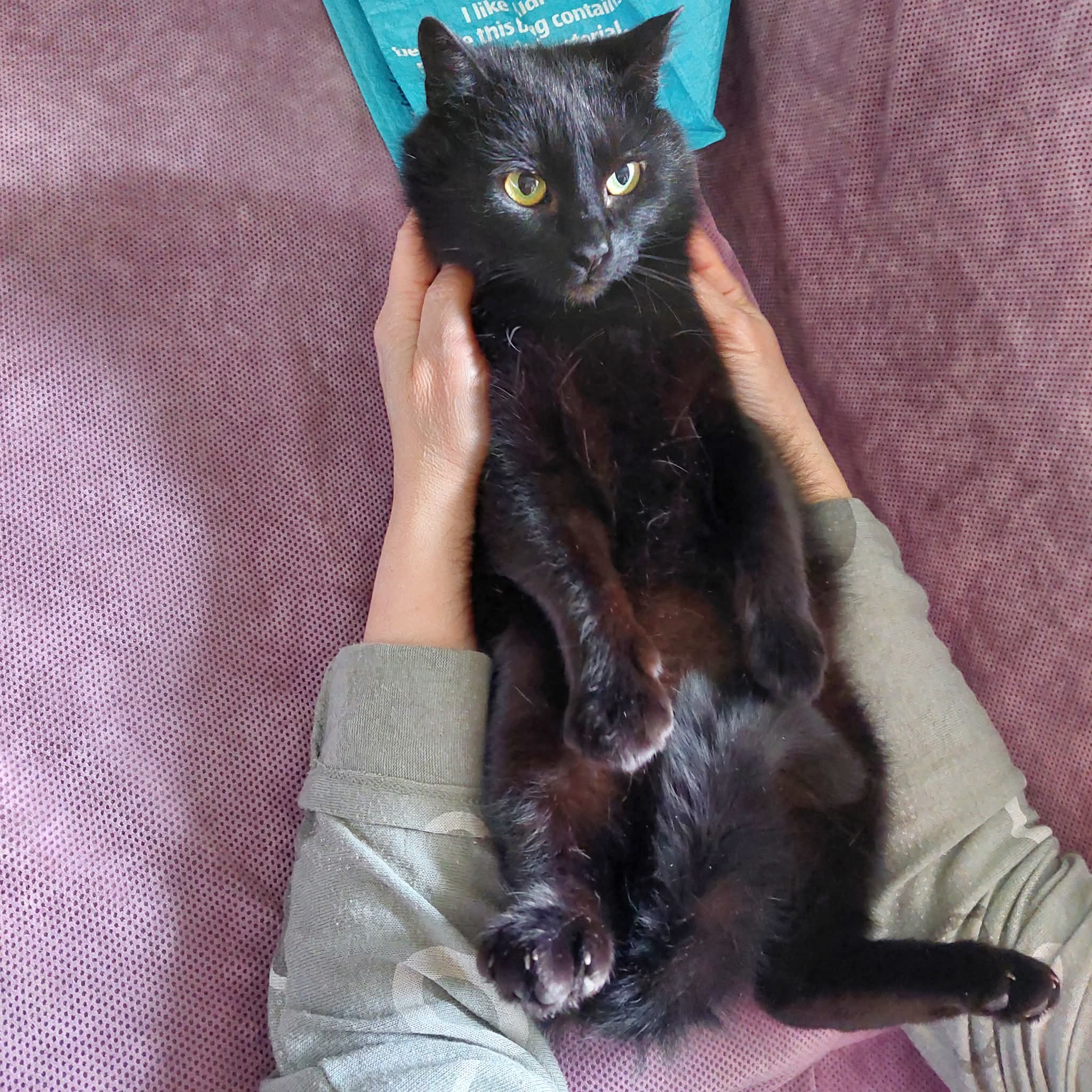 A black cat is being held upside down like a baby