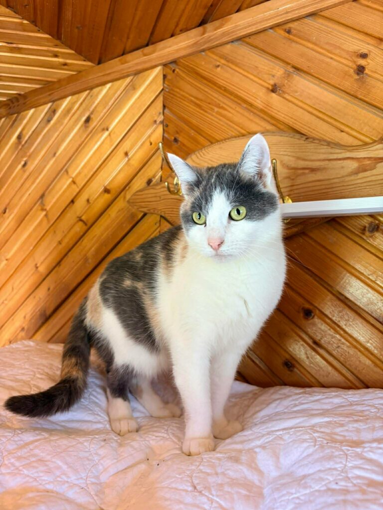 A young calico cat is standing on a blanket