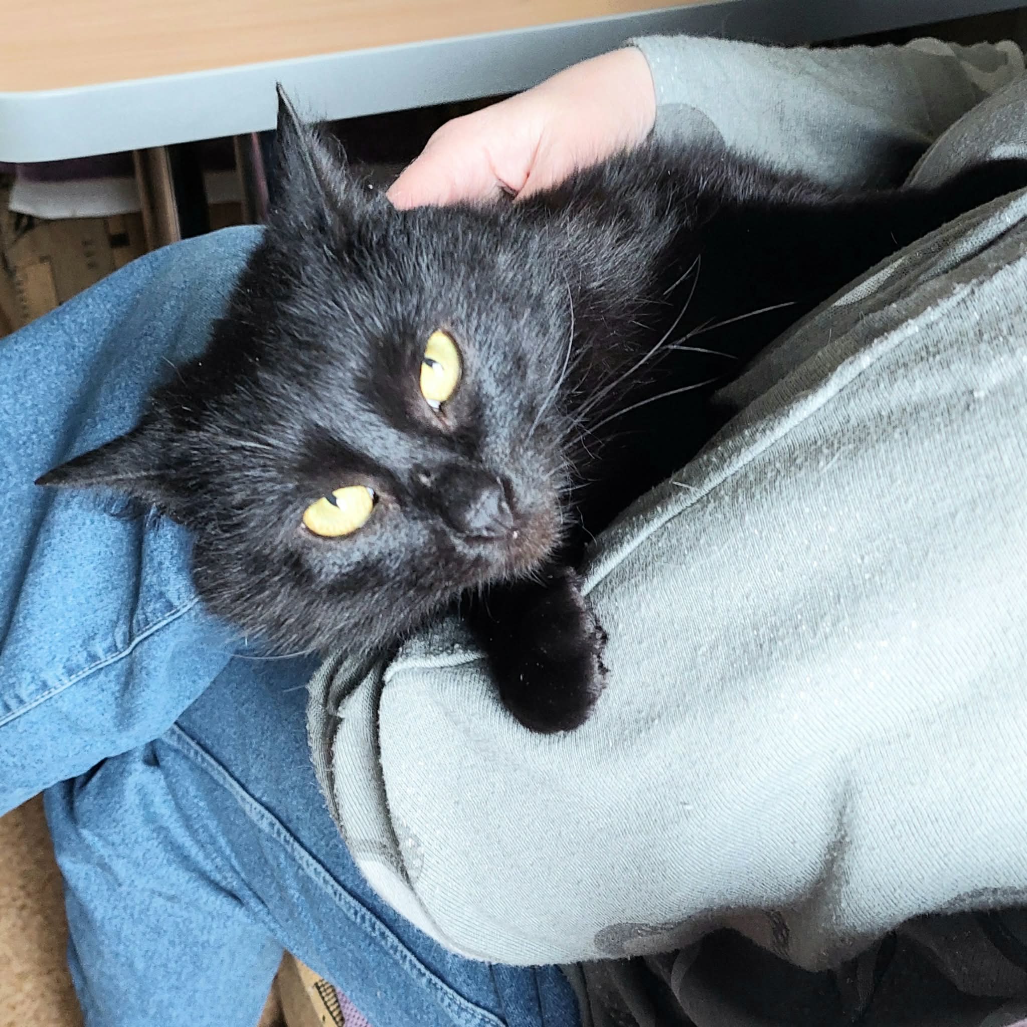 Someone is holding a black cat. The black cat has amber eyes and is looking at the camera