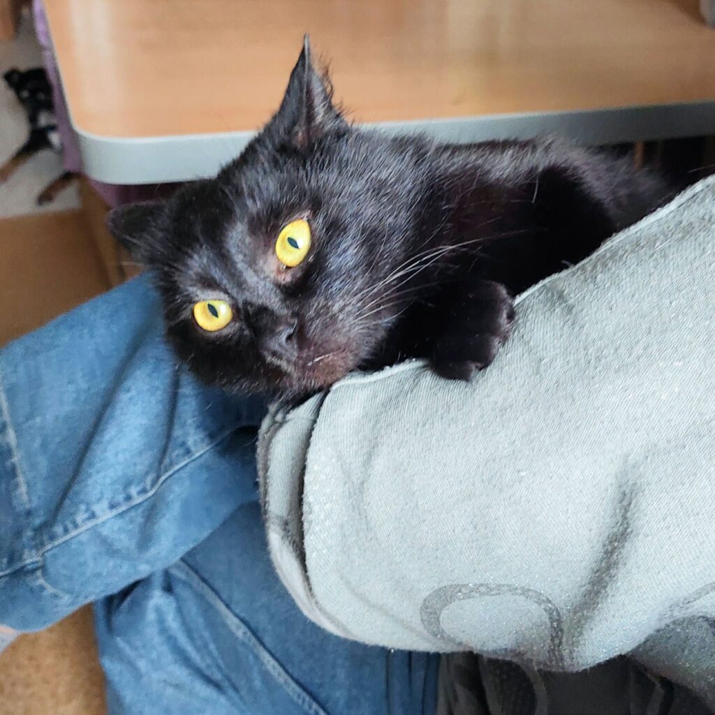Someone is holding a black cat. The cat's eyes are wide open and ears are back because he is shocked
