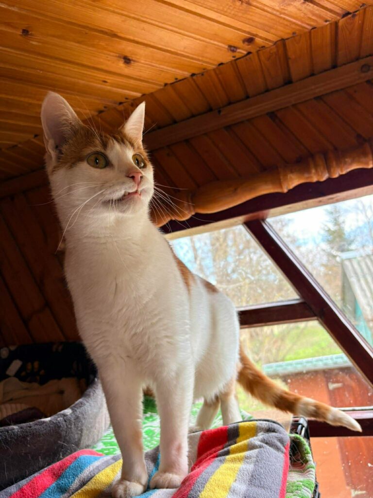 A young orange and white cat  with a snaggle tooth is standing on a shelf and peeking at something off camera