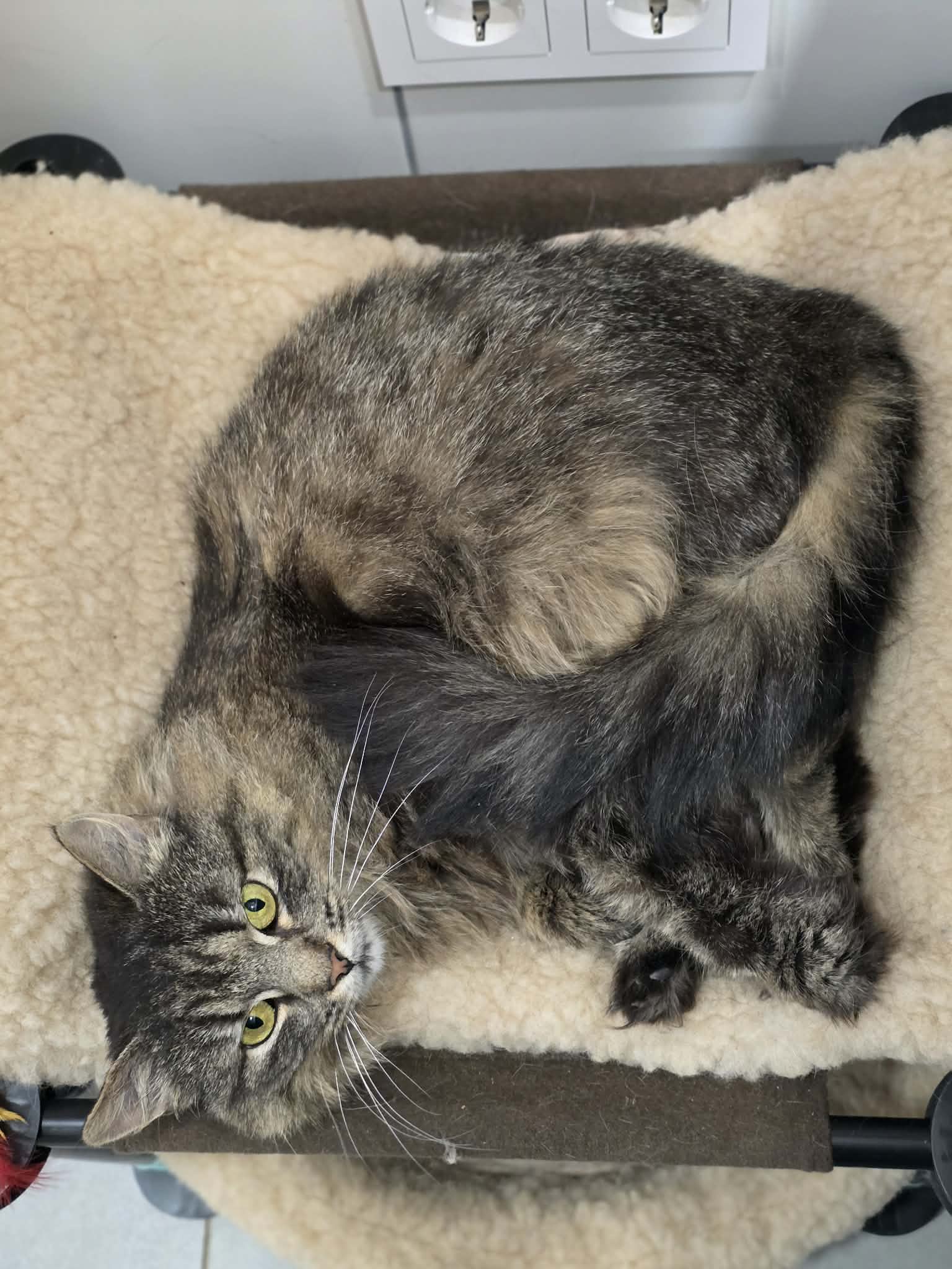 A fluffy dark gray and brown cat is laying in a cat bed. She has shaggy long fur and is looking up at something above her. 