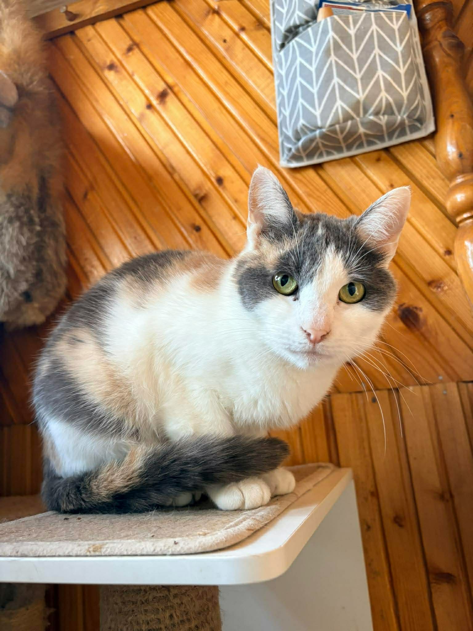 A young calico cat is sitting on a shelf and is looking at the camera. Her tail is wrapped around her front paws