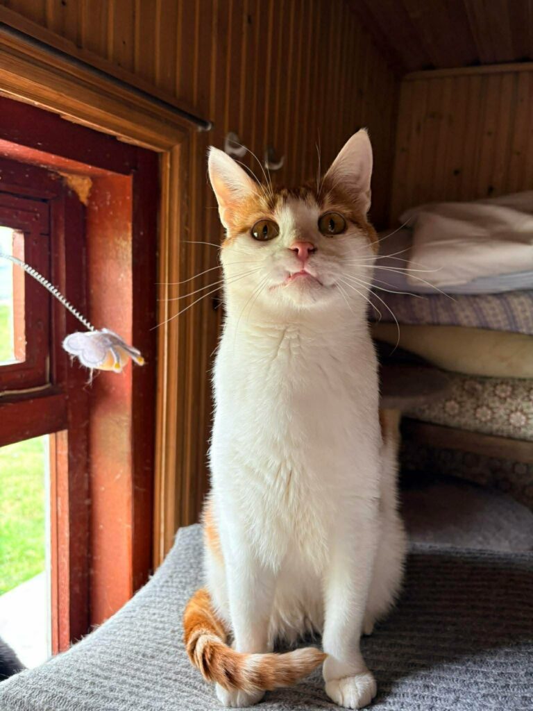 A young orange and white cat  with a snaggle tooth is sitting on a shelf. His tail is curled up in front of his front paws