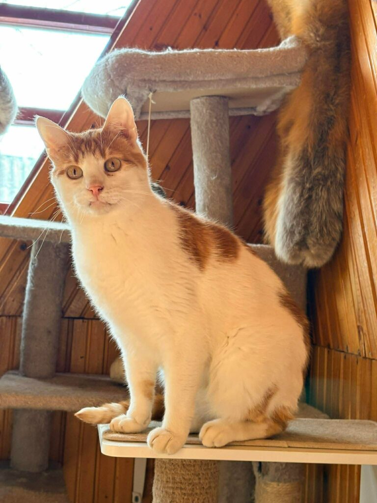 A young orange and white cat  with a snaggle tooth is sitting on a shelf. 
