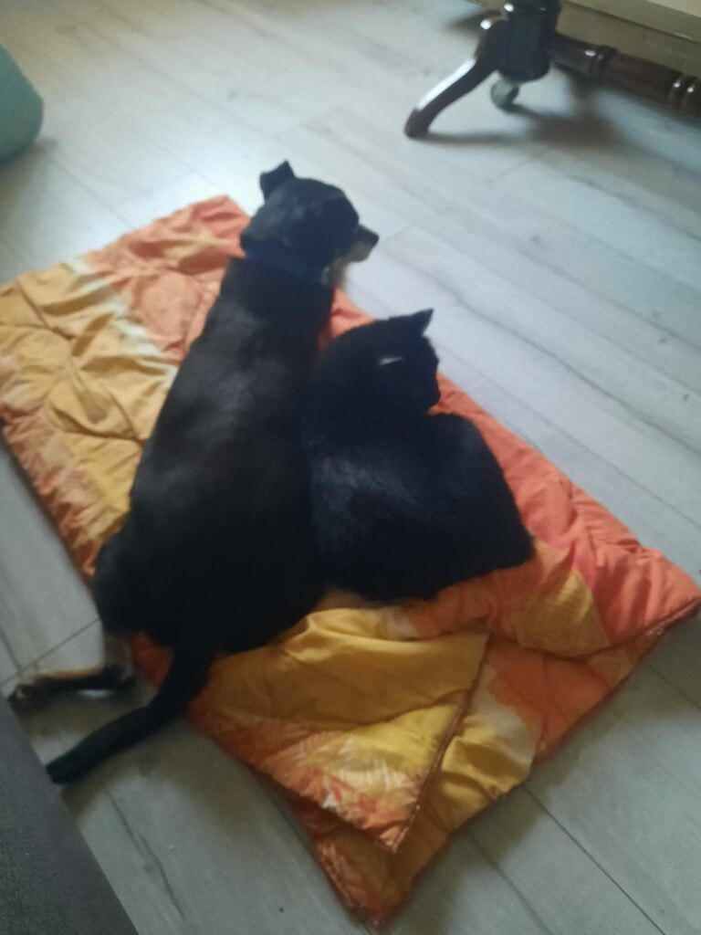 A black cat and a black dog are sitting on an orange blanket