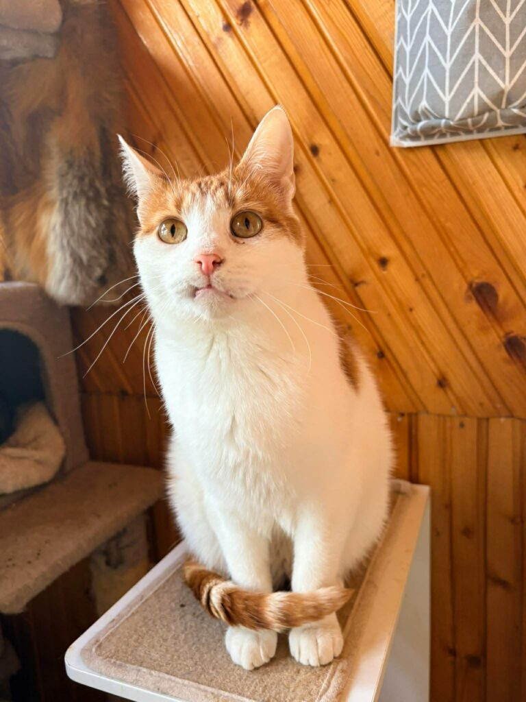 A young orange and white cat  with a snaggle tooth is sitting on a shelf. His tail is curled up in front of his front paws. His eyes are pleading for snacks