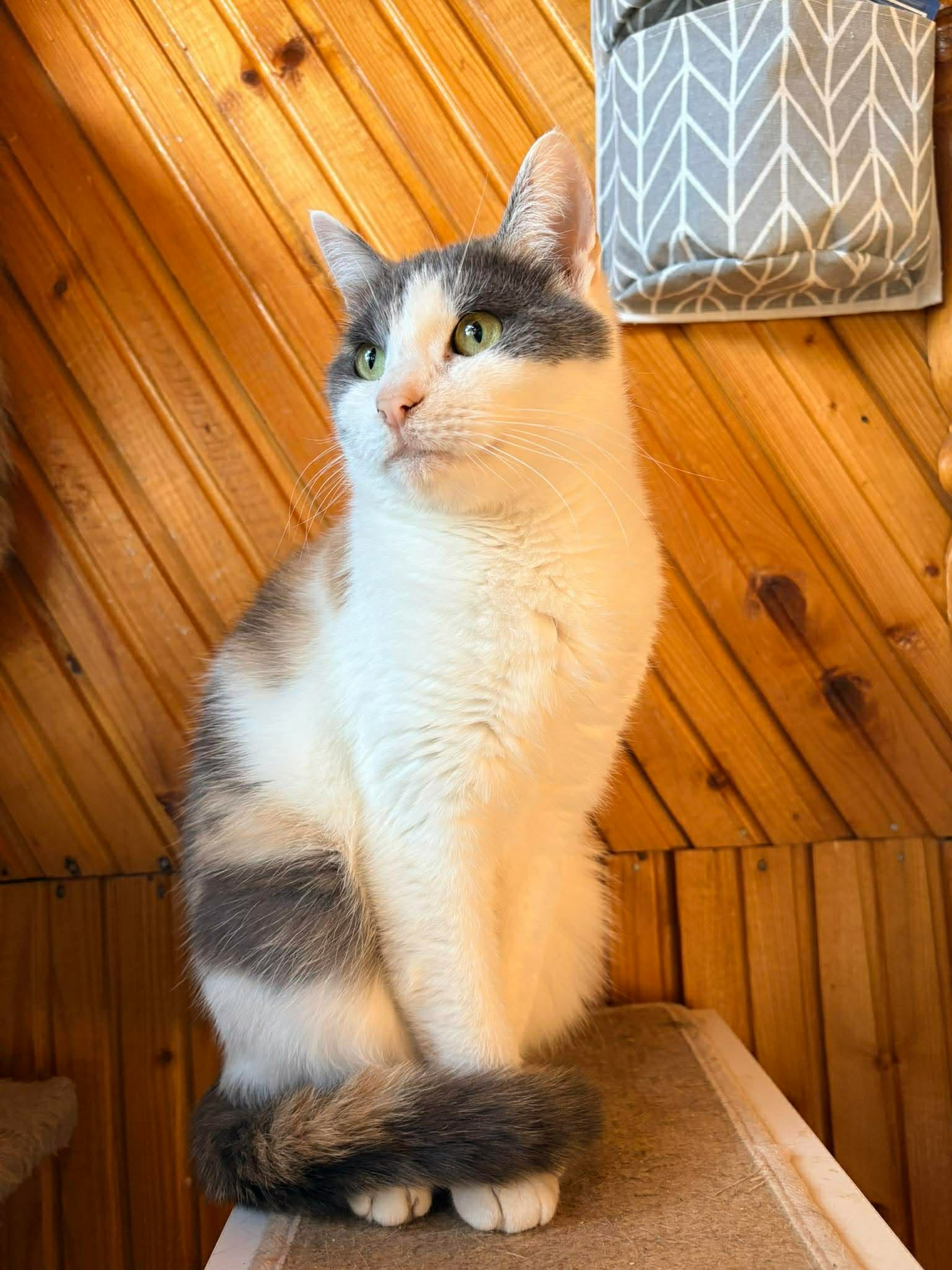 A young calico cat is sitting on a shelf and is looking off to the side. Her tail is wrapped around her front paws