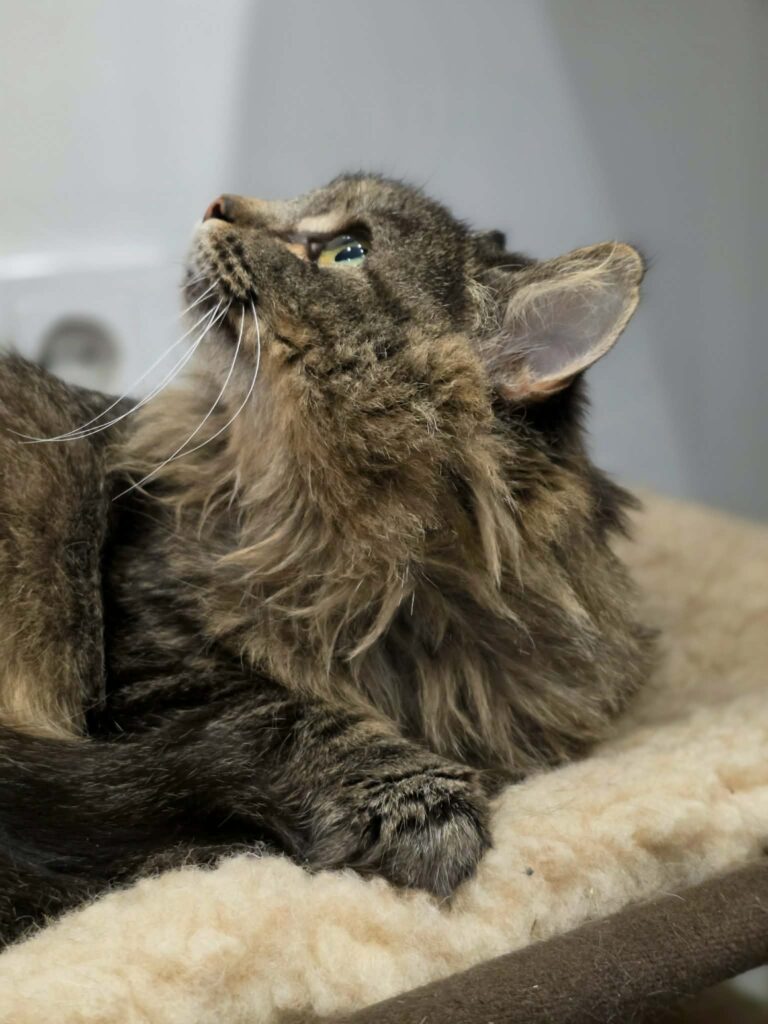A fluffy dark gray and brown cat is laying in a cat bed. She has shaggy long fur and is looking up at something above her. 