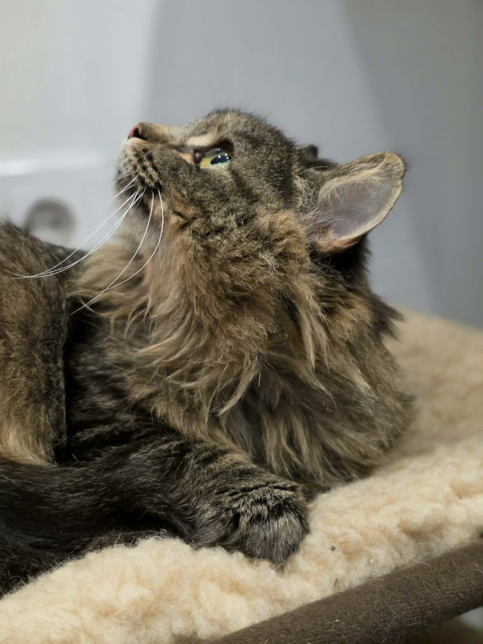 A fluffy dark gray and brown cat is laying in a cat bed. She has shaggy long fur and is looking up at something above her. 