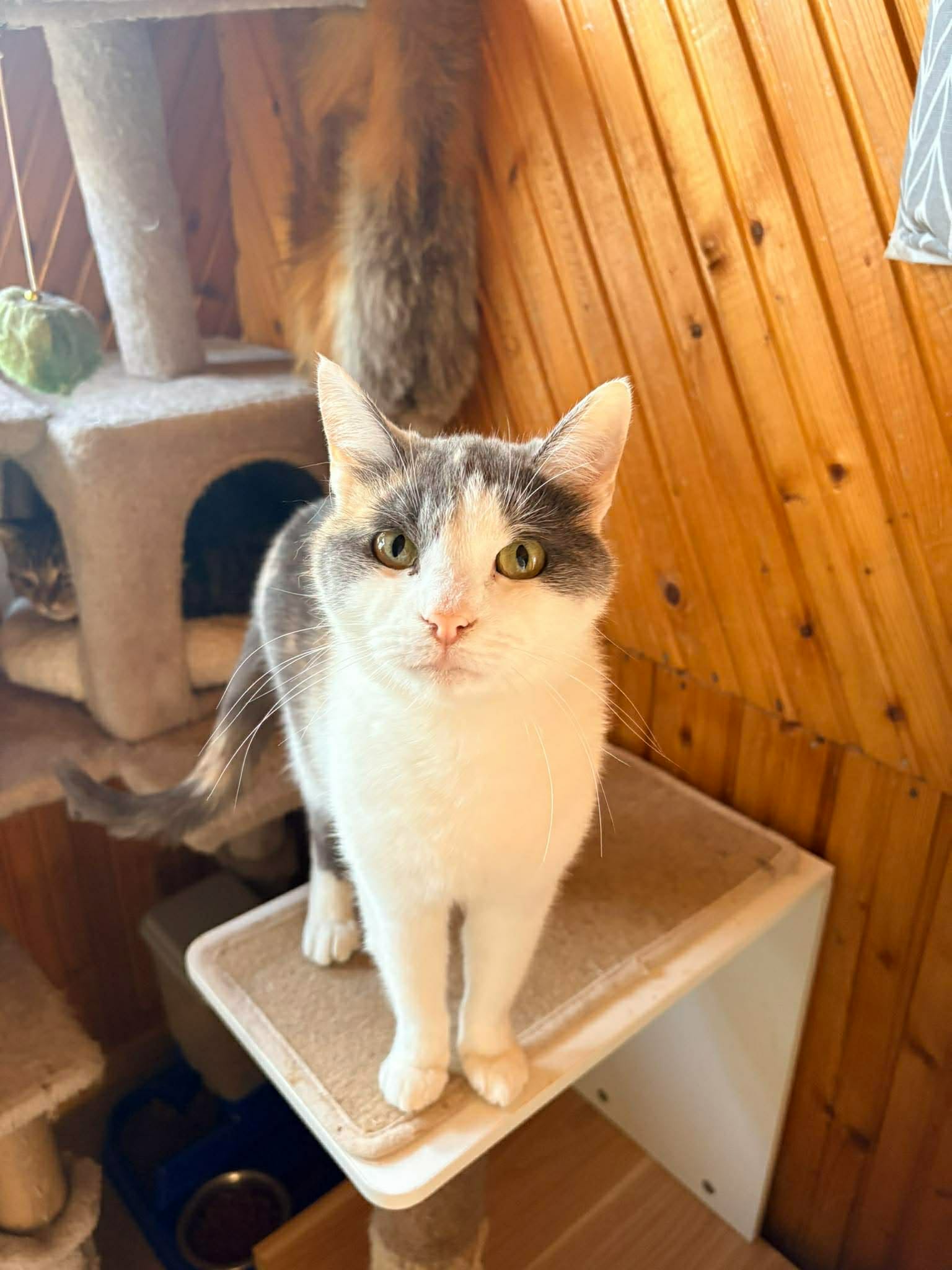 A young calico cat is standing on a shelf and is looking at the camera. She is asking for something. 