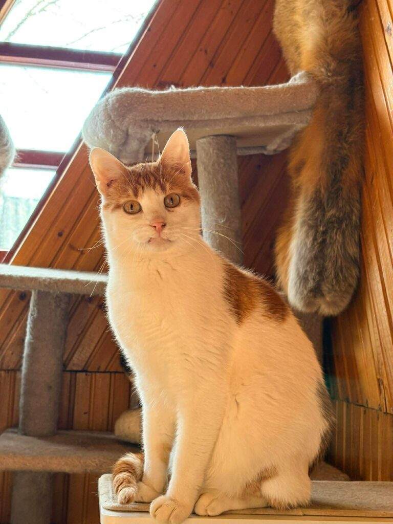 A young orange and white cat  with a snaggle tooth is sitting on a shelf. 