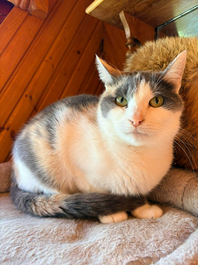 A young calico cat is sitting on a shelf and is looking at the camera. Her tail is wrapped around her front paws