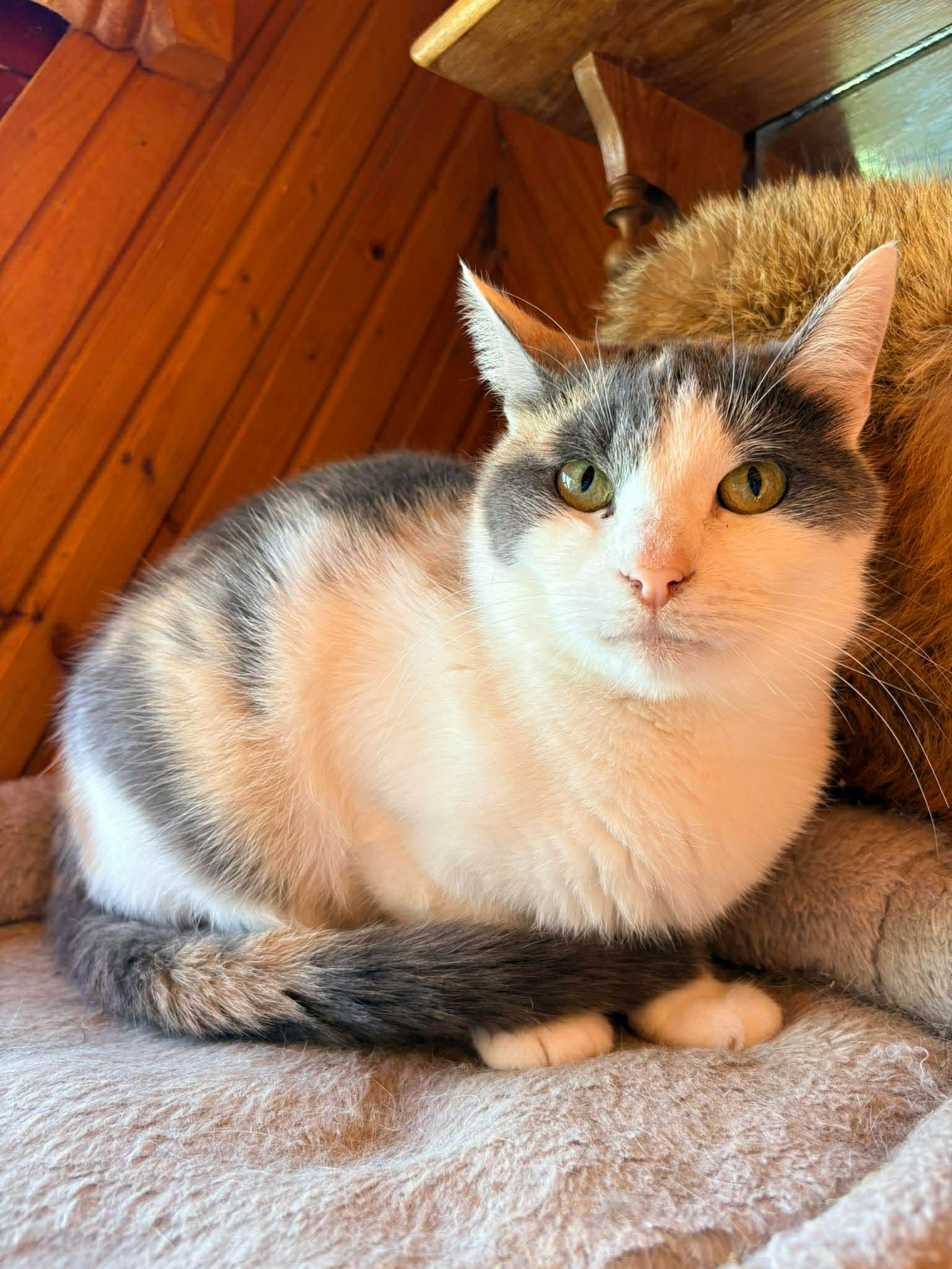 A young calico cat is sitting on a shelf and is looking at the camera. Her tail is wrapped around her front paws