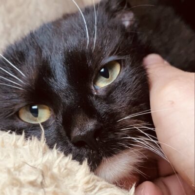 A black and white tuxedo cat is being rubbed while sitting in a cat bed