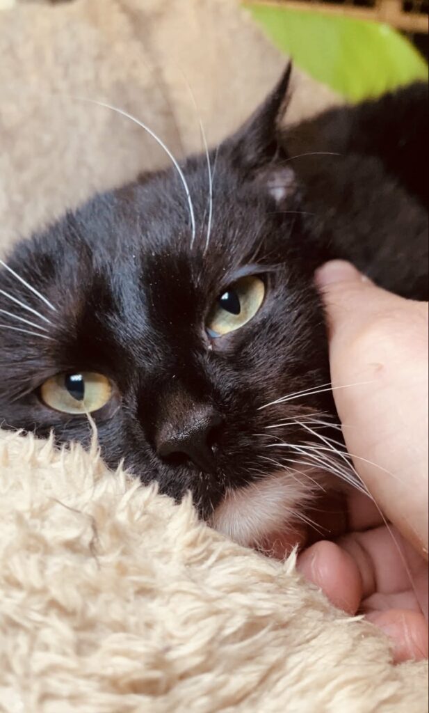 A black and white tuxedo cat is being rubbed while sitting in a cat bed