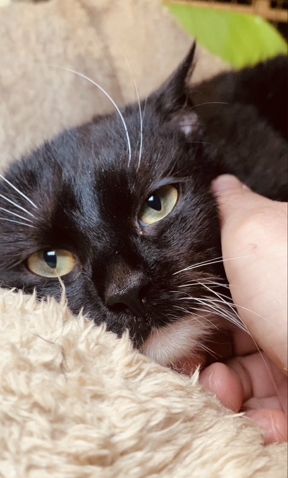 A black and white tuxedo cat is being rubbed while sitting in a cat bed