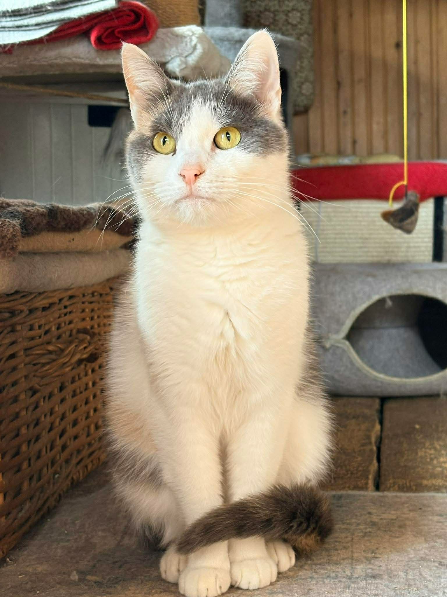 A young calico cat is sitting on a shelf and is looking at something off-camera. Her tail is wrapped around her front paws
