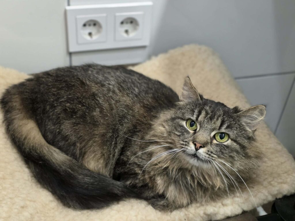 A fluffy dark gray and brown cat is laying in a cat bed. She has shaggy long fur and is looking up at something above her. 