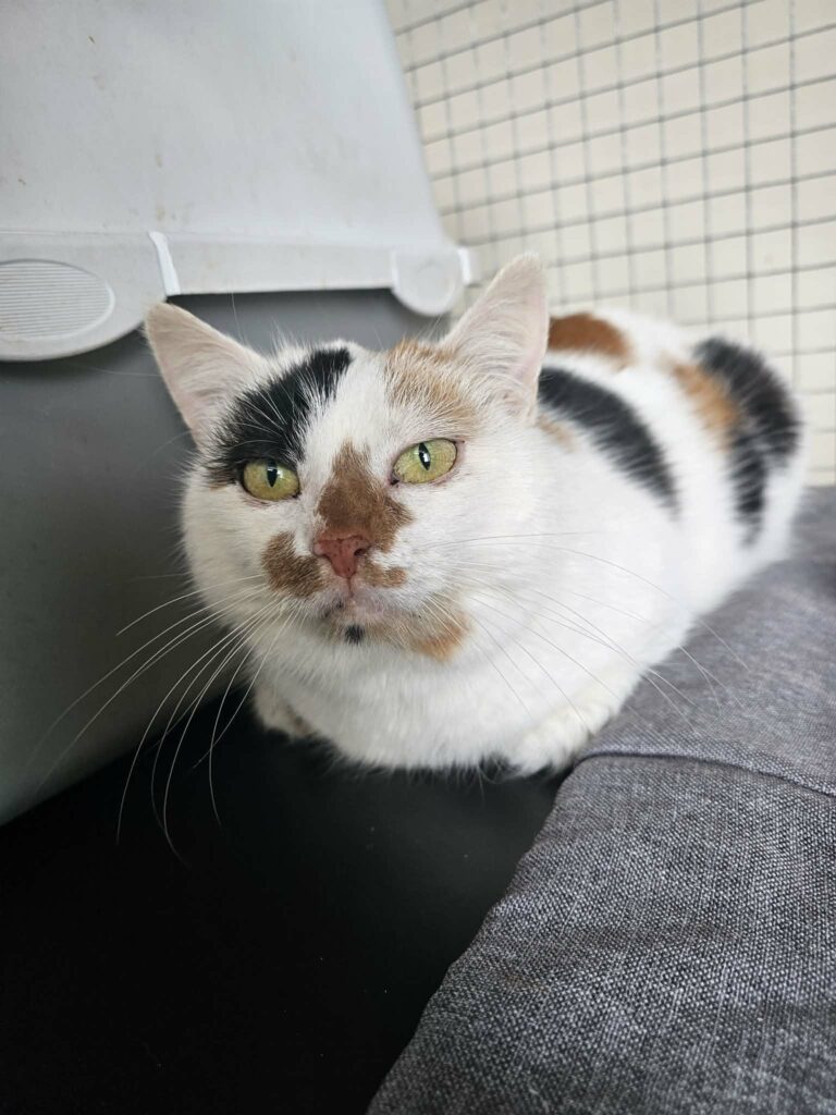 A calico cat is laying on a sofa in perfect loaf formation. Her paws are tucked under her body and she looks like a baguette