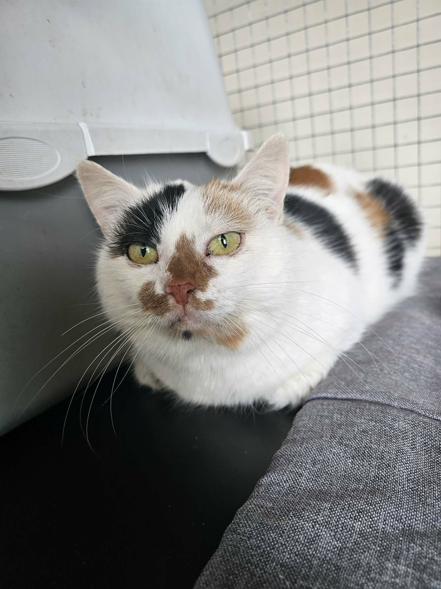A calico cat is laying on a sofa in perfect loaf formation. Her paws are tucked under her body and she looks like a baguette